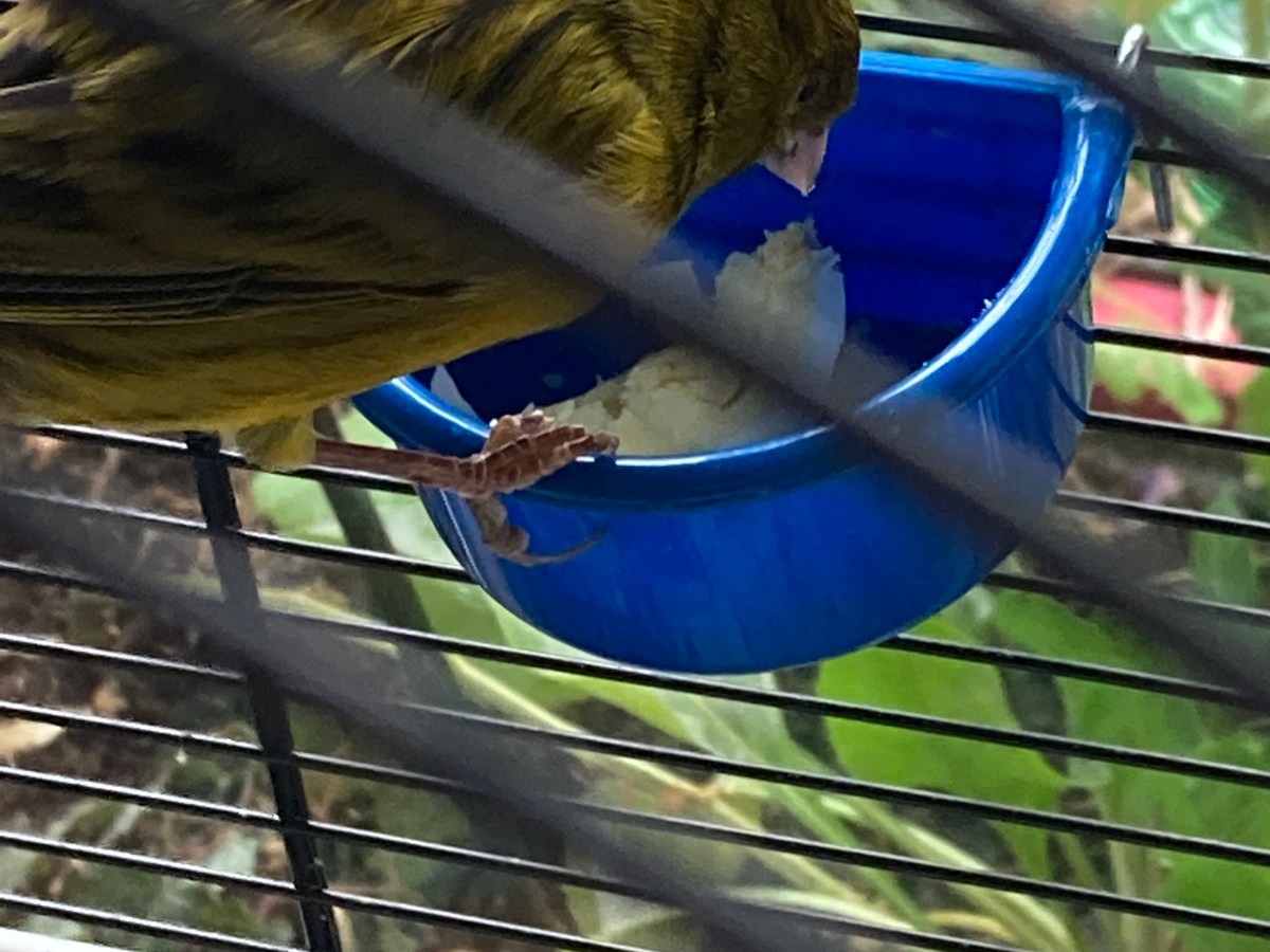 Cook for your canaries hard boiled egg!!! They love it!