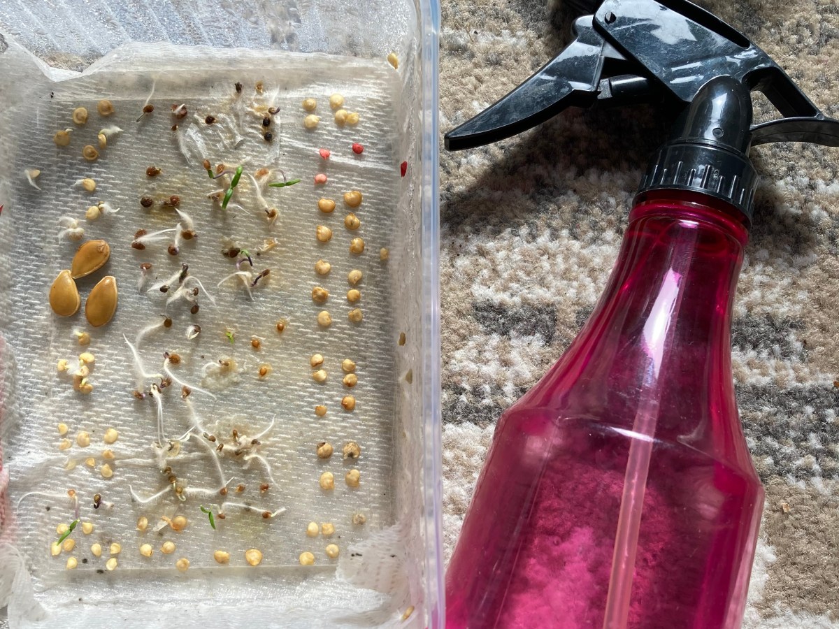 How to head start your seeds!