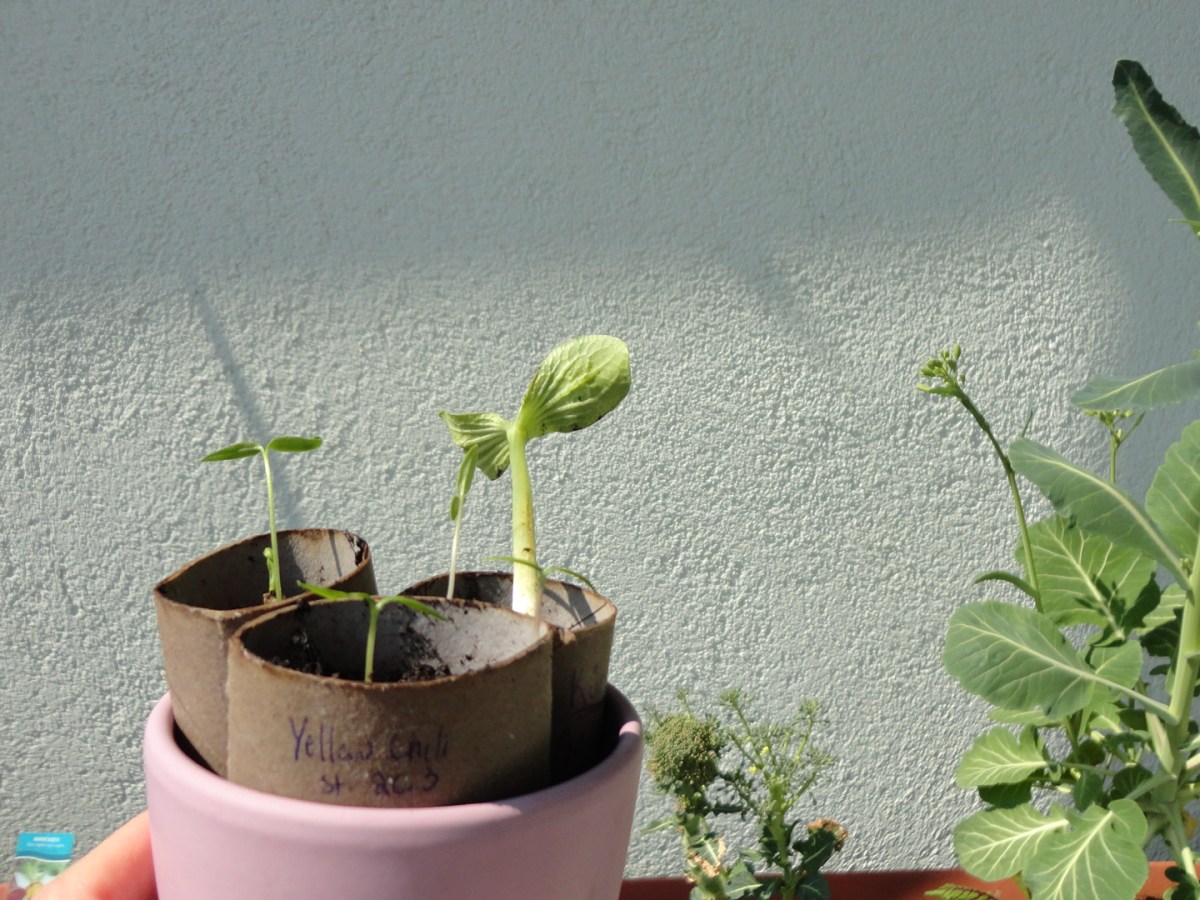 Use paper rolls for seed starters