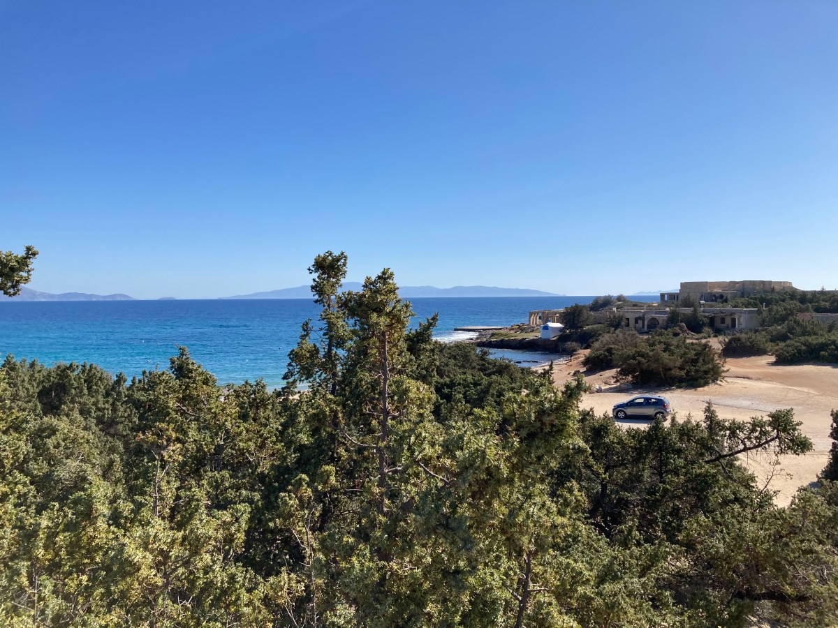 The Cedar forest in Naxos and the lizzard!